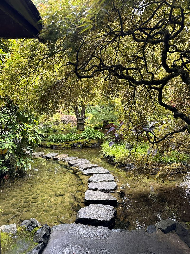 Stepping stones through a lush Japanese-style garden