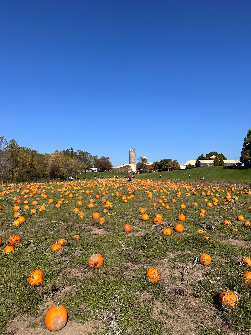 A pumpkin patch on a sunny autumn day