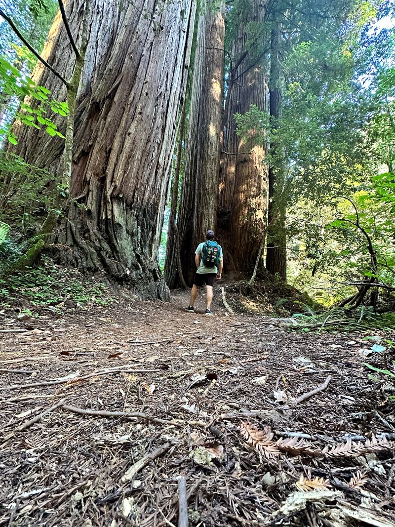 A hiker on a forest trail between giant trees