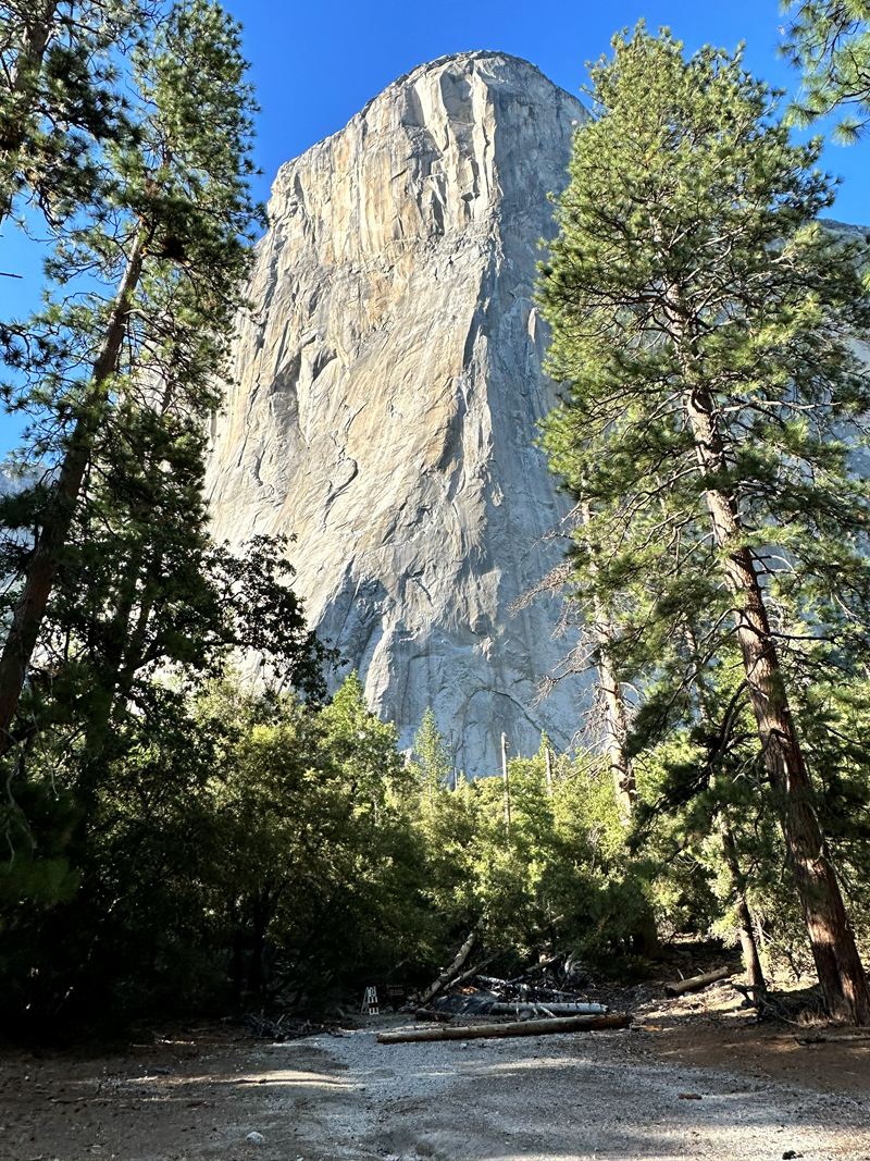 A sheer granite cliff rising above pine trees