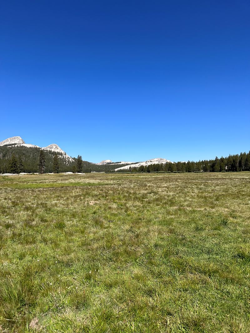 A green mountain meadow under a clear sky