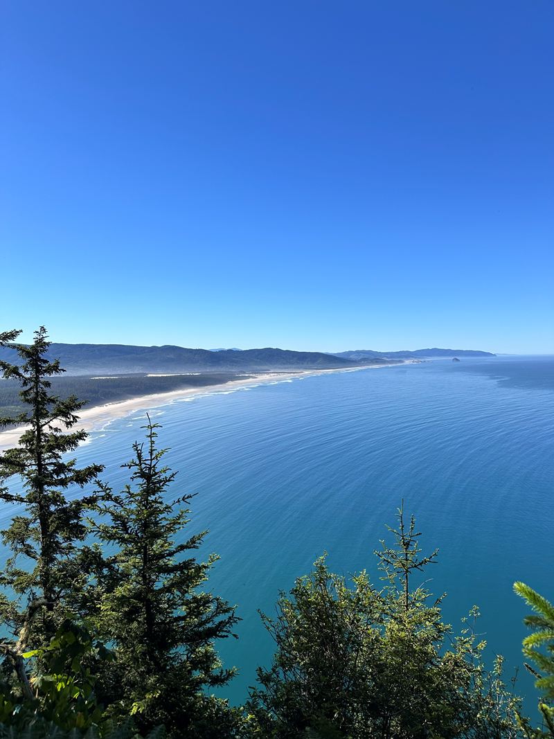 A long sandy coastline seen through evergreen trees